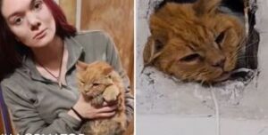 Сімба — історія спасення котика, застрявшого у вентиляції