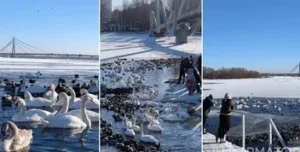 Лебеди на Оболоні: зимовий диво-запоВідео