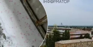 У Києві виявили рожевий сніг біля Рембаза: ветеринари попереджають про небезпеку