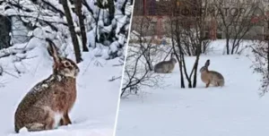 Київські Зайці: Активізація на Лівому Березі через Потепління