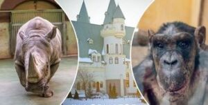Камчатські ведмеді дають хропака, а носорога Арчібальда й шимпанзе Джона гріють пелетами