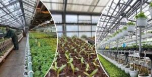 У Києві готуються до великого квіту: комунальні теплиці вирощуватимуть 4 мільйони рослин