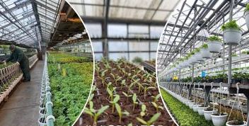 У Києві готуються до великого квіту: комунальні теплиці вирощуватимуть 4 мільйони рослин