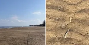 Обмілілість Київського моря: масовий мор риби та відступ берегів