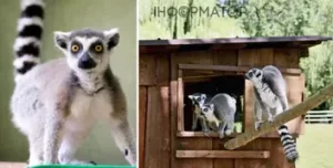 Лемур Котик: новий мешканець Київського зоопарку з непростою історією