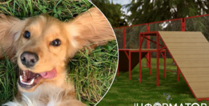 Нові можливості для власників тварин у Києві: pet-friendly мапа та фудтрак для собак