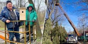 Нові гнізда для птахів у Києві