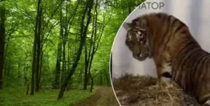Тигрицю з приватного утримання доправили до Центру порятунку під Києвом