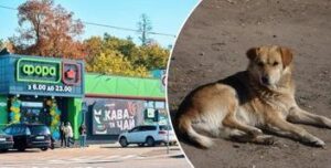 Скандал з вбивством собаки в Гостомелі: охоронець супермаркету під слідством