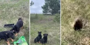 У лісі на Білоцерківщині знайшли собаку з двома цуценятами, яких покинули без їжі та води