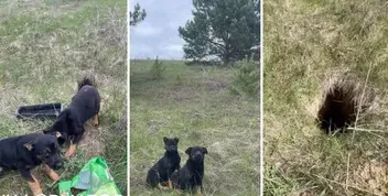 У лісі на Білоцерківщині знайшли собаку з двома цуценятами, яких покинули без їжі та води