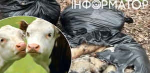 Небезпечні відходи в лісі: тривожна знахідка в Києві