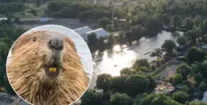 Бобер дав відсіч собакам на острові Муромець у Києві