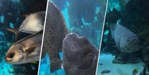 Нове шоу в ТРЦ Ocean Plaza: публічні годування акваріумних мешканців