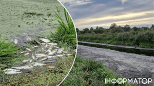 Екологічна криза на Київщині: річка Ірпінь втрачає воду та потерпає від забруднення