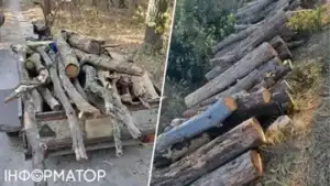 Штрафи за зрізання сухостою в лісах Київщини: що каже закон про дрова