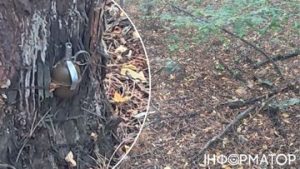 Небезпечні знахідки у лісах Київщини: грибники натрапили на розтяжки