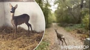 Другий шанс на життя: врятована косуля повернулася до дикої природи